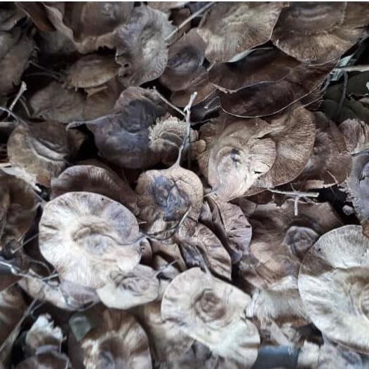 500 gram hạt giống giáng hương