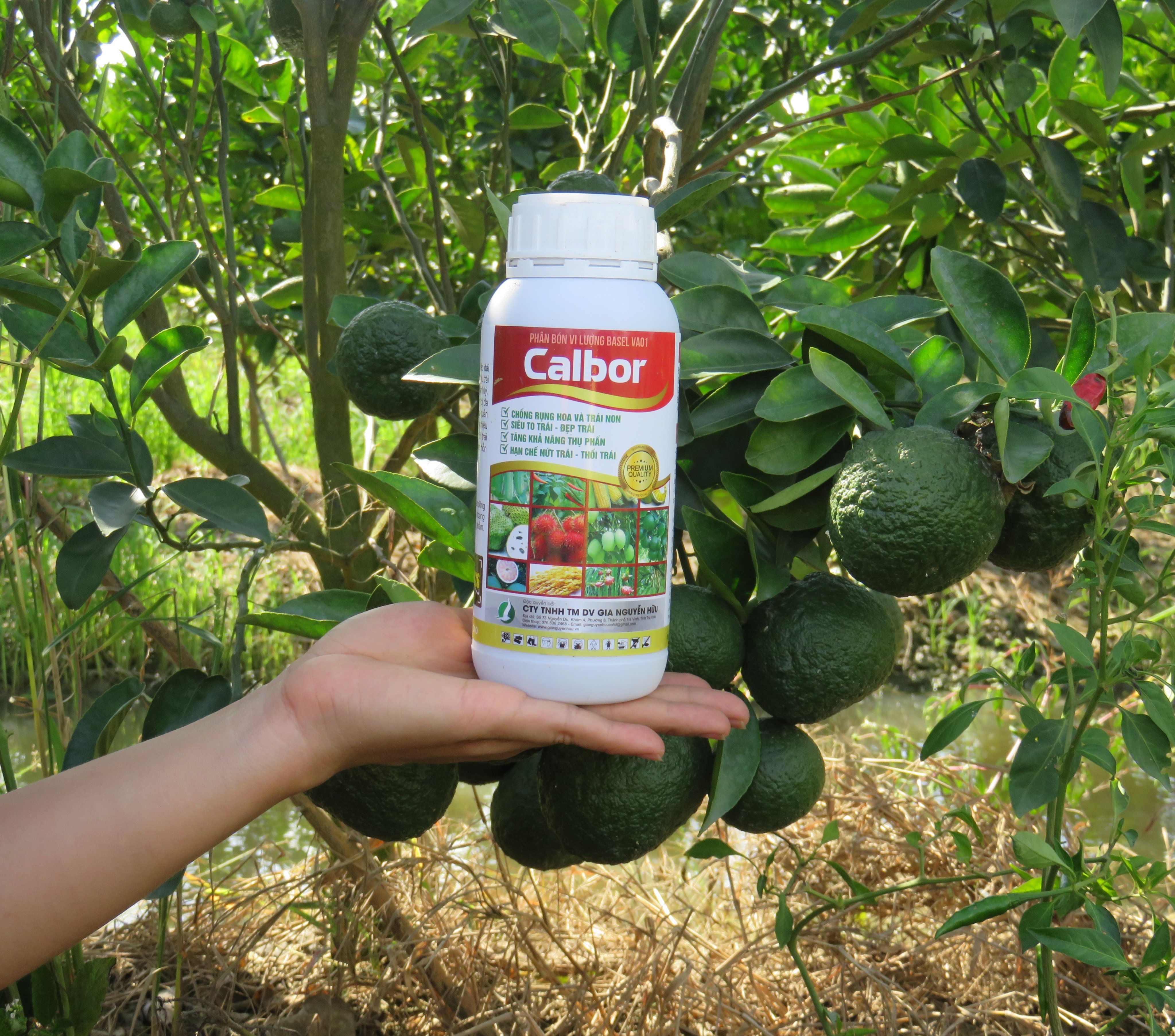 CANXIBO CALBOR 500ML- PHÂN BÓN CHỐNG RỤNG HOA, RỤNG TRÁI NON, tăng tỉ lệ thụ phấn và đậu trái cao.