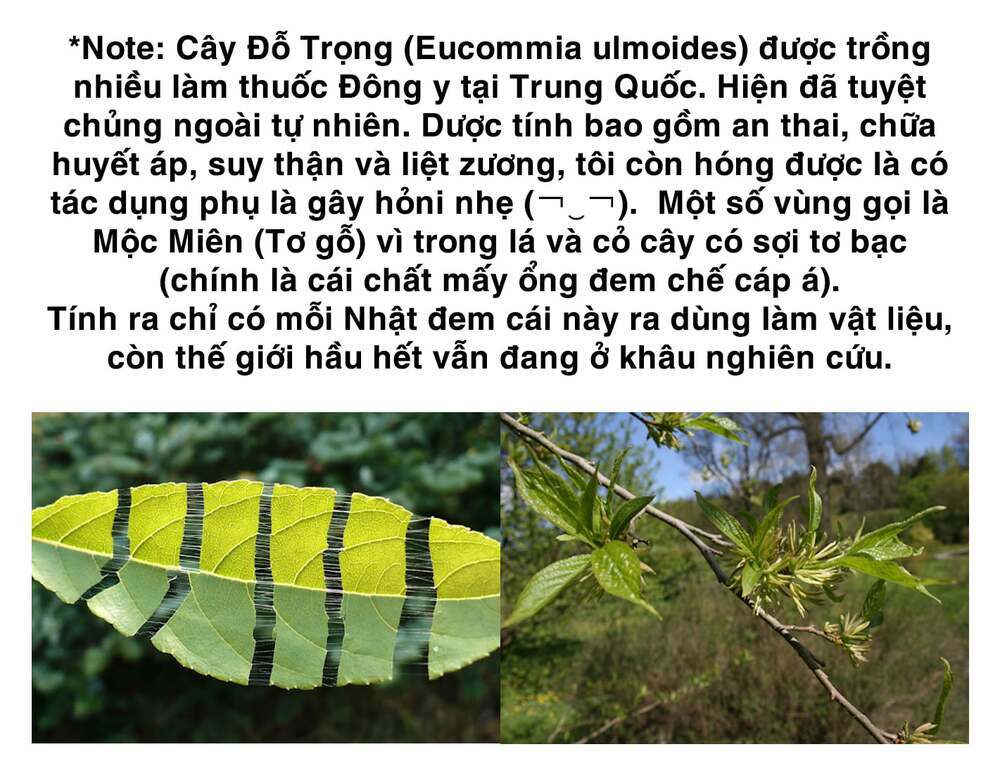 dr.stone - hồi sinh thế giới chapter 218 9