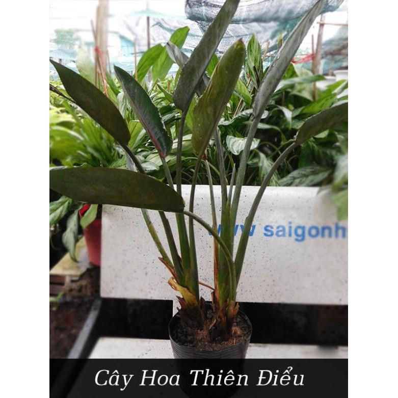 CHẬU THiÊN ĐIỂU SIÊU ĐẸP MANG NHIỀU Ý NGHĨA ĐẸP