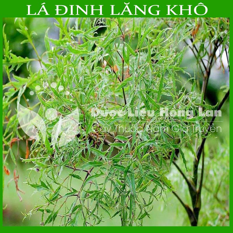 Lá Đinh Lăng khô loại 1 đóng gói 1 ký