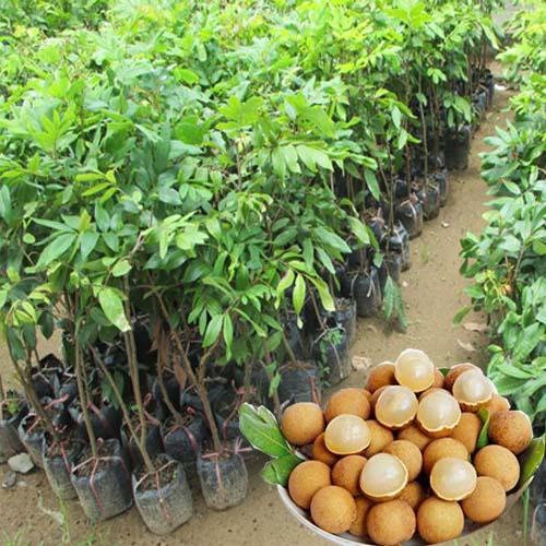 Cây NHÃN HƯƠNG CHI ghép, cây giống chuẩnọt