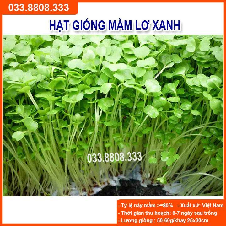 HẠT GIỐNG RAU MẦM LƠ XANH GIỐNG CHUẨN, CHẤT LƯỢNG CAO