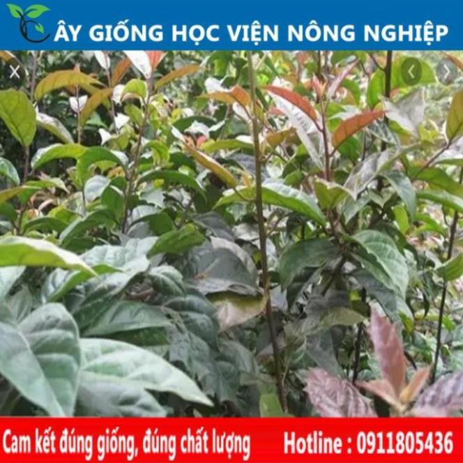 Sản phẩm Cây Ăn Trái cây xạ đen to cây giống chuẩn