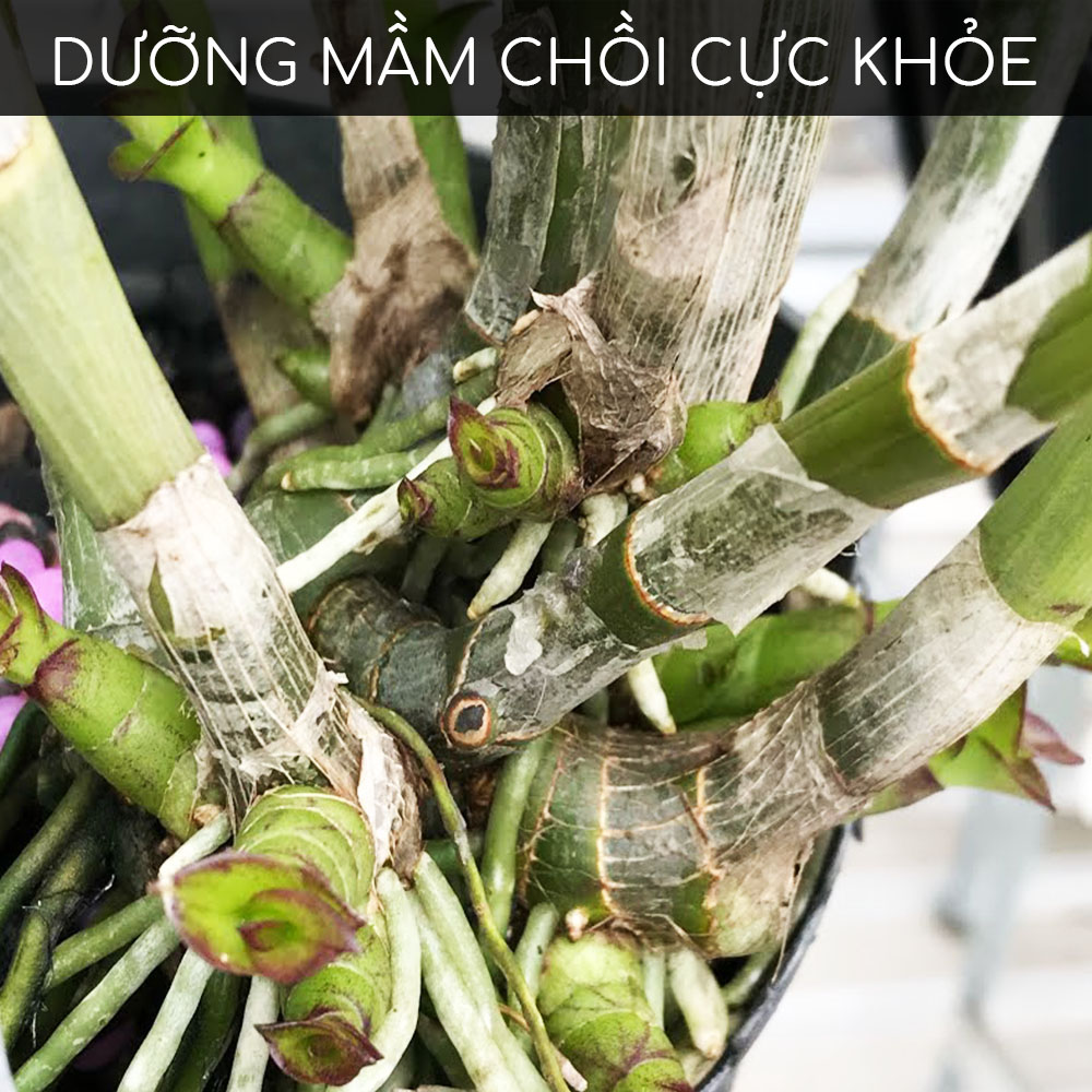 Kích mầm T90 DOCNEEM 10ml, chiết xuất mầm gạo, giàu Auxin, bật mầm tua tủa, hoa hồng, lan, cây cảnh, hiệu quả sau 5 ngày