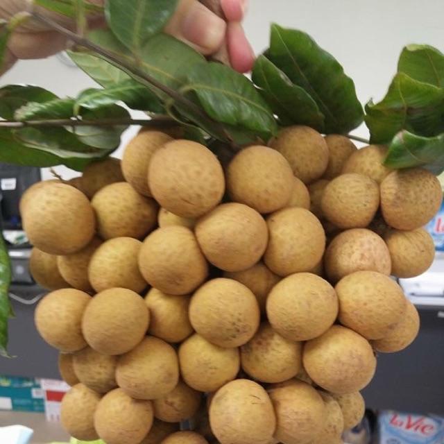 Cây NHÃN HƯƠNG CHI ghép, cây giống chuẩnọt