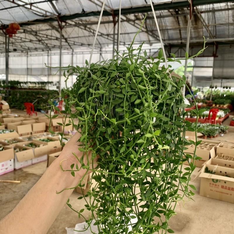 Cây lan hạt dưa trồng chậu treo dài 30-35cm, chậu cây cực dày và xum xuê lá, cây treo tường và trồng trang trí sân vườn