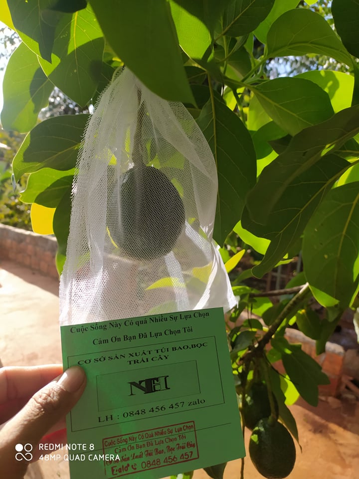 100 CÁI TÚI DÙNG ĐỂ BỌC ỔI ,NA,LÊ,LỰU,BƠ,CAM ,CÁC LOẠI TRÁI CÂY