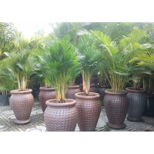 CAU LỤA VÀNG , CHẬU CÂY ĐẸP THANH LỌC KHÔNG KHÍ - CCCLVNB