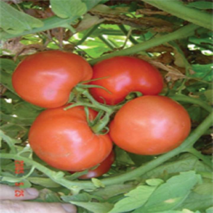Hạt Giống Cà Chua F1 Chịu Nhiệt - 0,5gam
