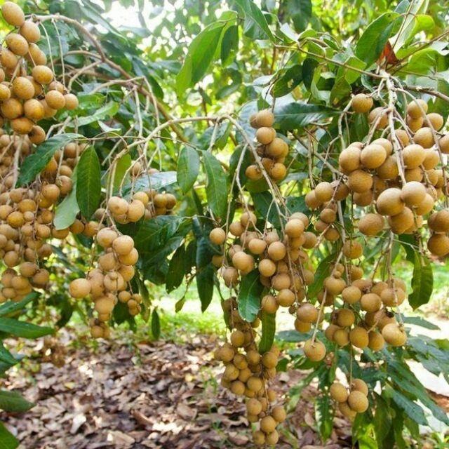 Cây giống NHÃN KHÔNG HẠT THÁI LAN- NHANH VÀ SIÊU QUẢ - THƠM - NGON - Cây giống chuẩn F1