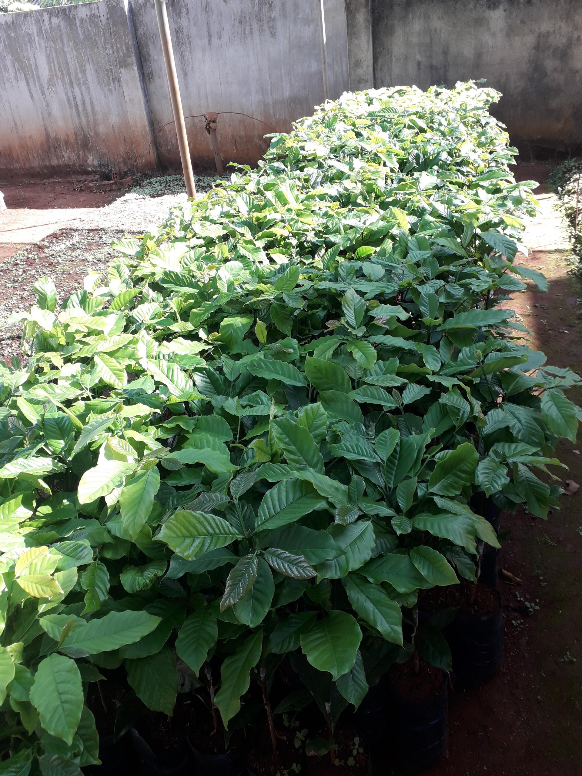 CÂY GIỐNG CÀ PHÊ DÂY THUẬN AN CAO SẢN - BẦU TO .