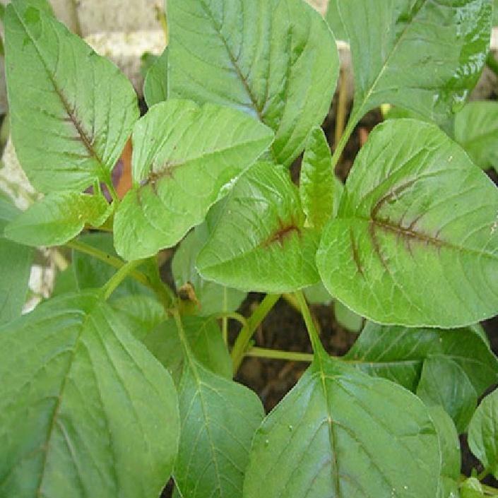 Combo 3 gói hạt giống rau dền khoang -gói 20gram- tặng kèm 1 gói phân bón-ABC