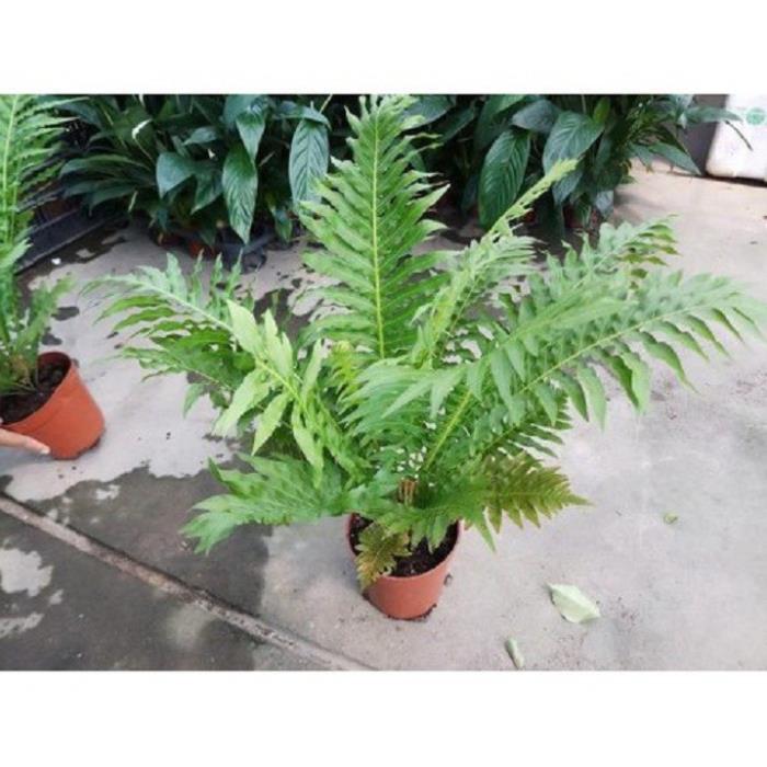 CÂY DƯƠNG XỈ KHỔNG TƯỚC- CÂY VƯỢNG PHONG THỦY, THANH LỌC KHÔNG KHÍ