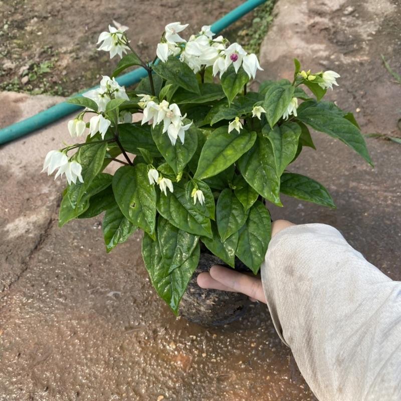 Cây ngọc nữ trồng trong bầu đen sẵn nụ và đang ra hoa