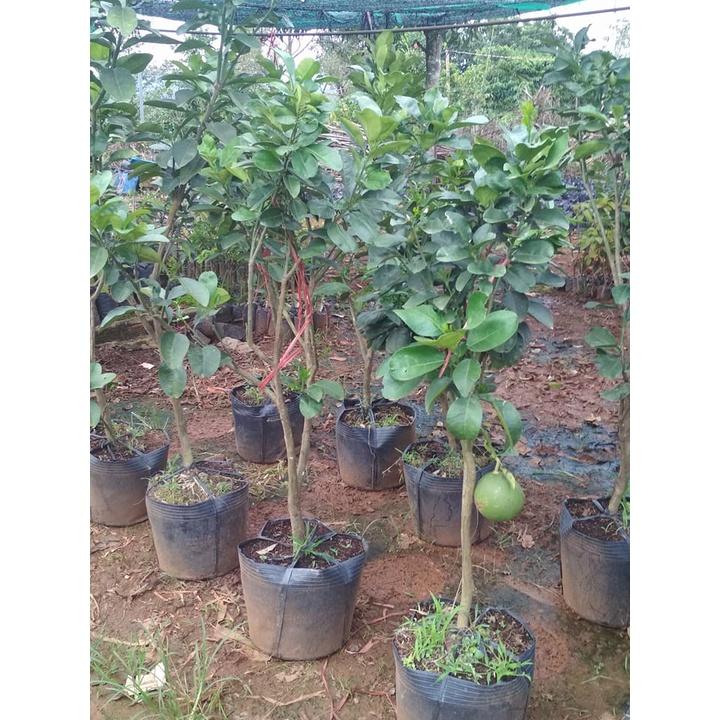 Cây giống bưởi da xanh ruột hồng