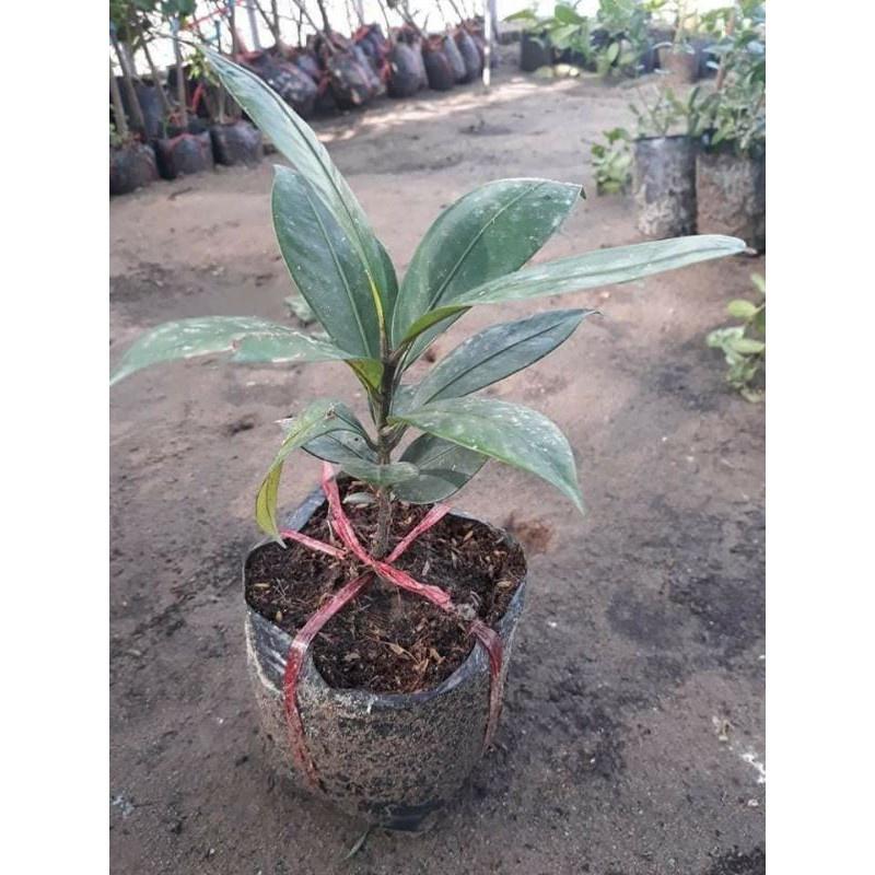Cây măng cụt giống cây to giống tốt