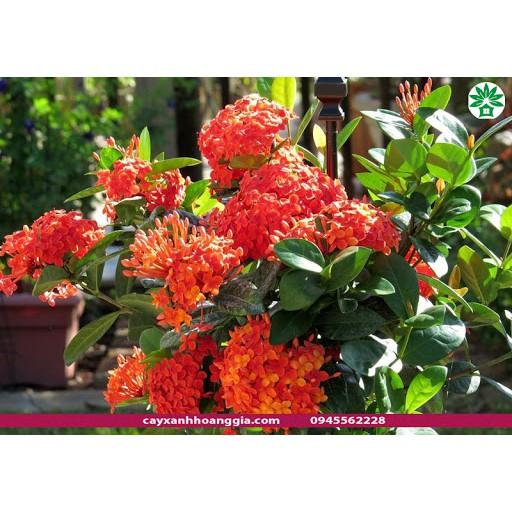 Hoa mẫu đơn đỏ hồng mỹ -bầu cây lớn đang hoa