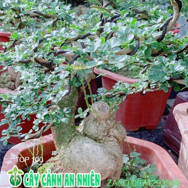 Chậu Cây Cần Thăng Bonsai