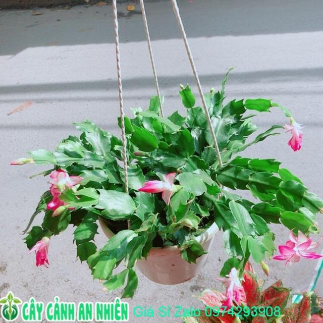Chậu Tiểu Quỳnh