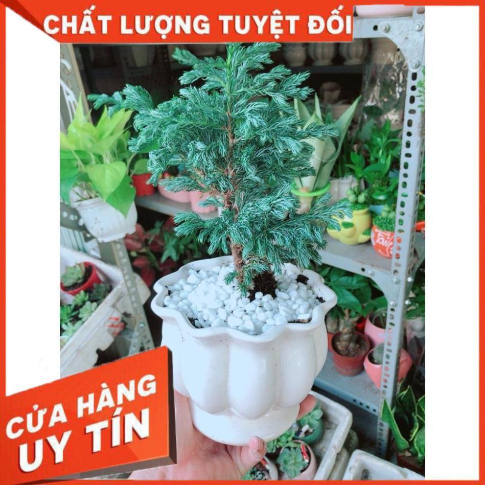 Cây Tùng Tuyết Hay Tùng Bạc Tuyết Tùng