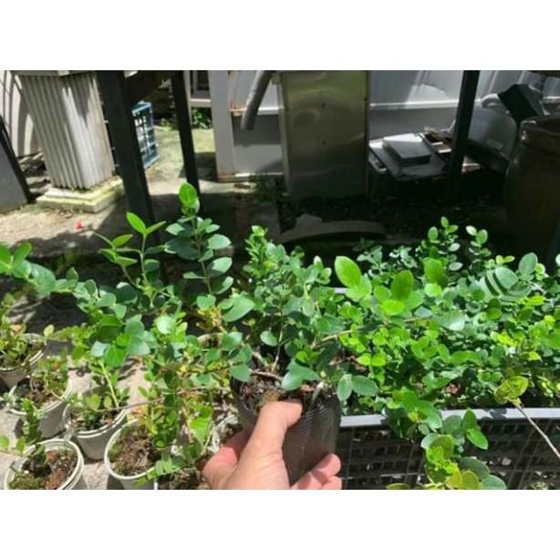 Cây siro giống Đài Loan