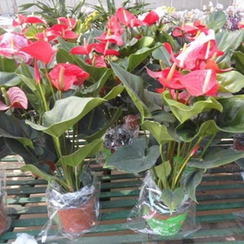 NGUYÊN CHẬU CÂY HỒNG MÔN ĐỎ, CÂY PHONG THỦY ĐỂ BÀN VƯỢNG KHÍ CHO GIA CHỦ - NCCHMDCPT