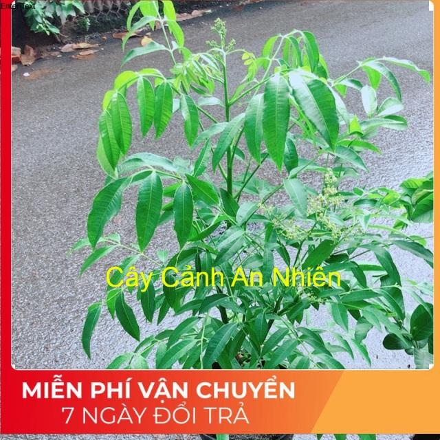 Cây Cóc Cho Sai Quả