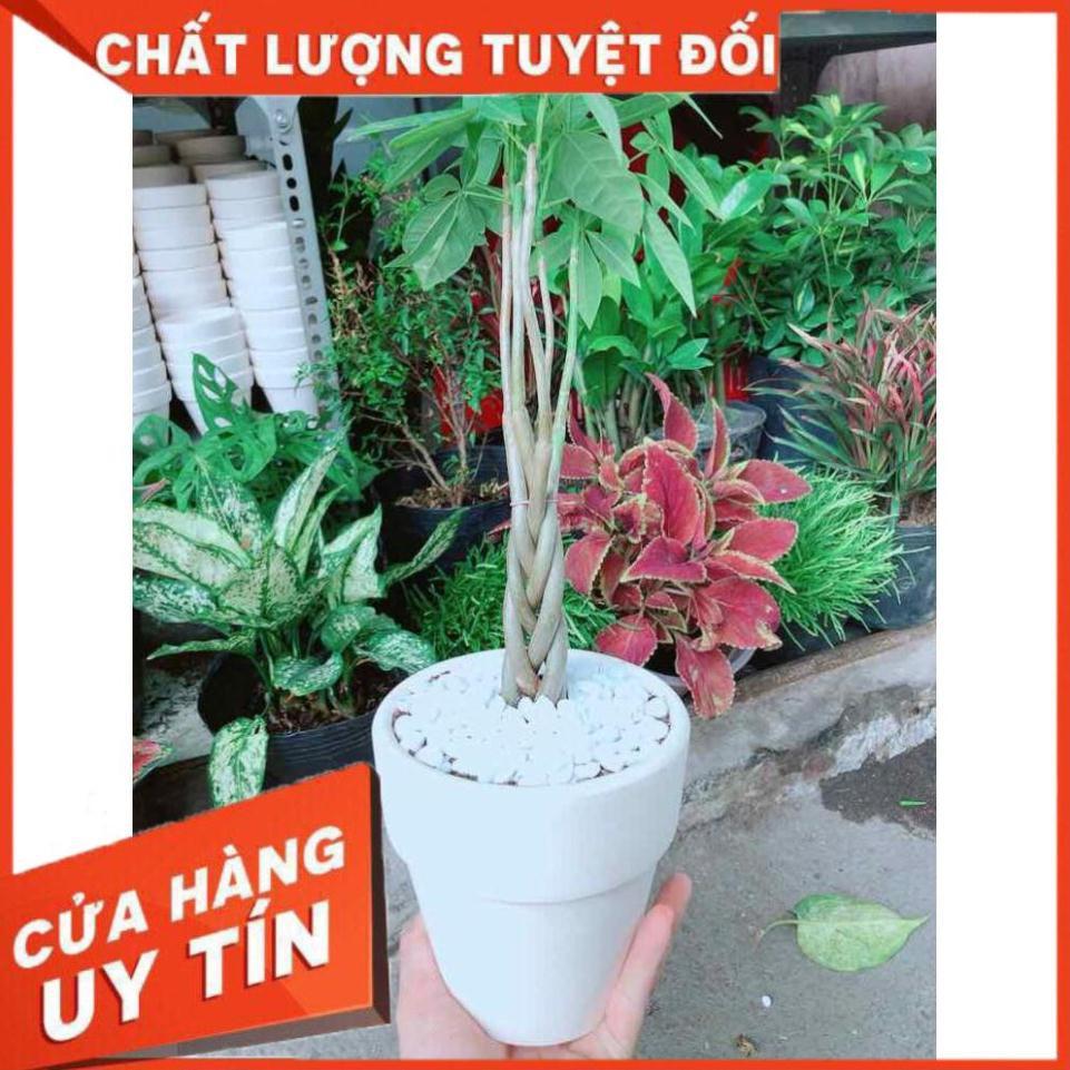 Chậu kim ngân thắt bím 5 thân nhỏ Nhiều Người Mua