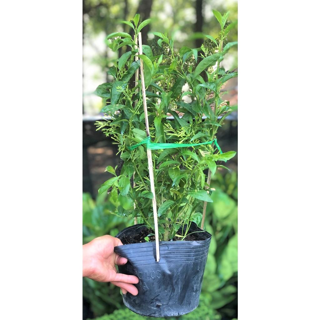 Cây Lý Dạ Hương hoa thơm trồng nơi có nhiều nắng