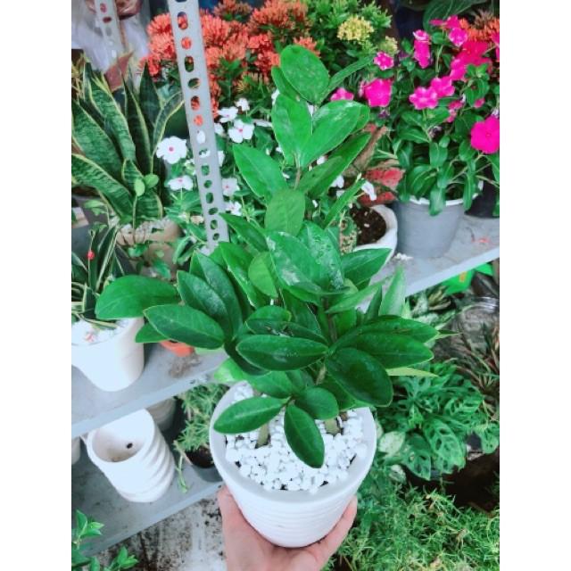 Chậu kim phát tài hay kim tiền