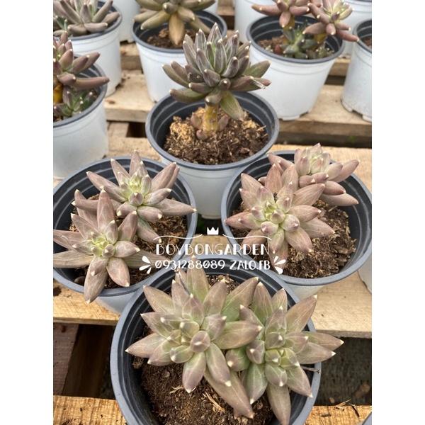 Cây sen đá kim cương đen thụ_Ảnh thật