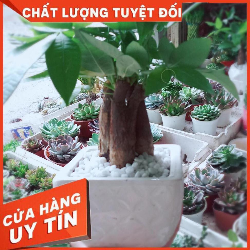 Chậu kim ngân 3 thân Nhiều Người Mua