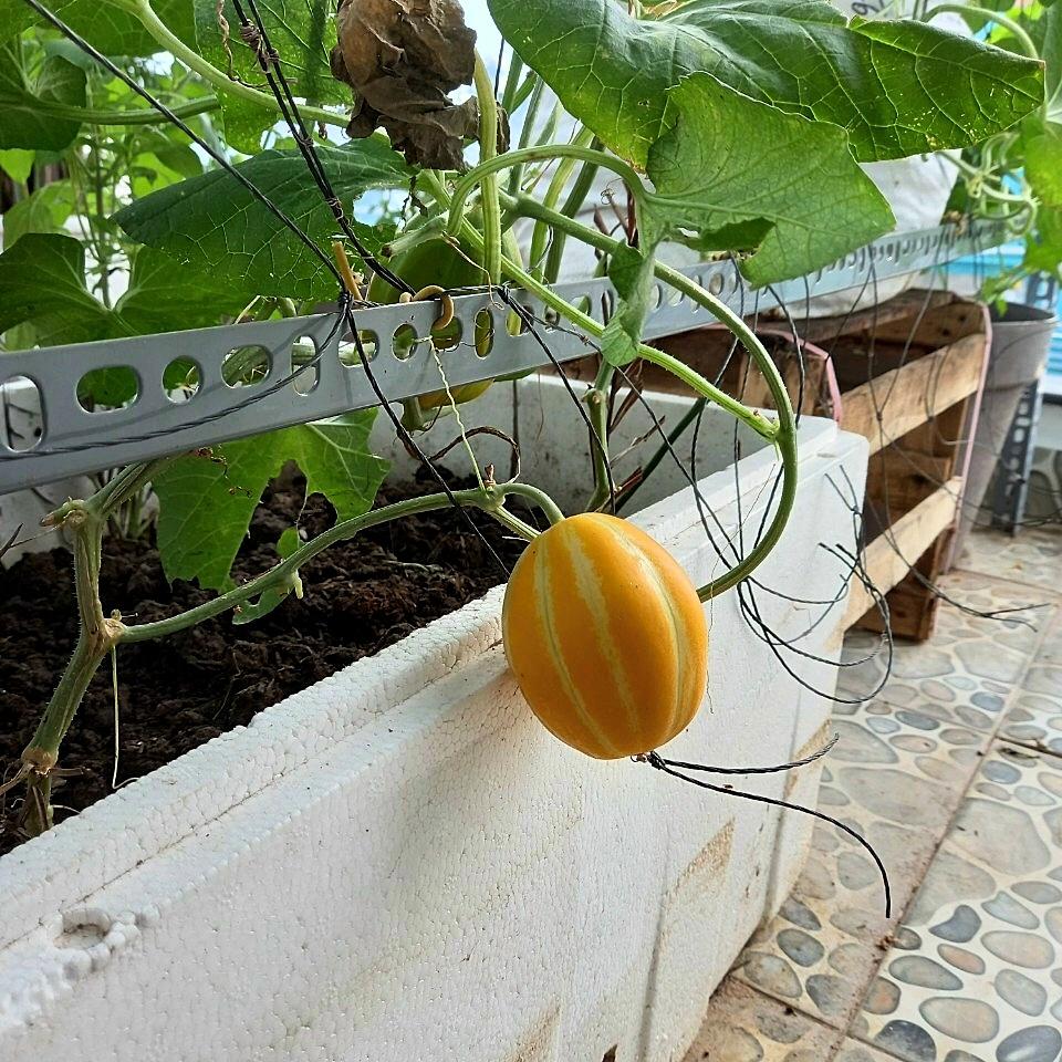 Hạt giống Dưa Lê Hàn Quốc gói 5 hạt