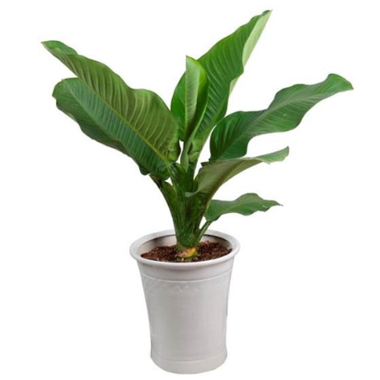 CÂY ĐẠI PHÚ GIÁ - CÂY PHONG THỦY MANG LẠI TÀI SẢN, SỨC KHỎE KHÔNG GIAN ĐẸP CHO GIA CHỦ