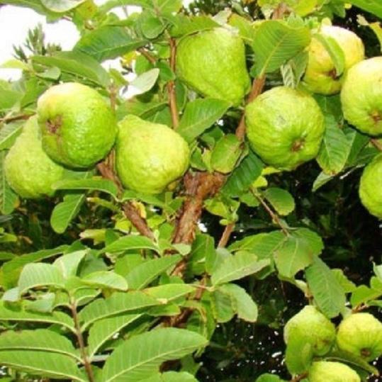 Hạt giống cây ổi xá lị ruột đỏ Đài Loan-Gói 15 hạt/tặng kèm gói phân bón lót