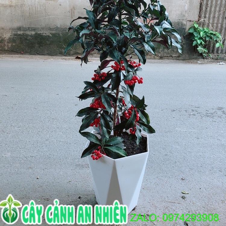 Chậu Cây Kim Ngân Lượng