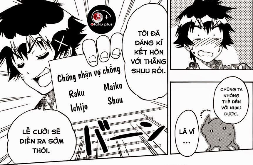 nisekoi - tình yêu giả tạo chapter 169 23