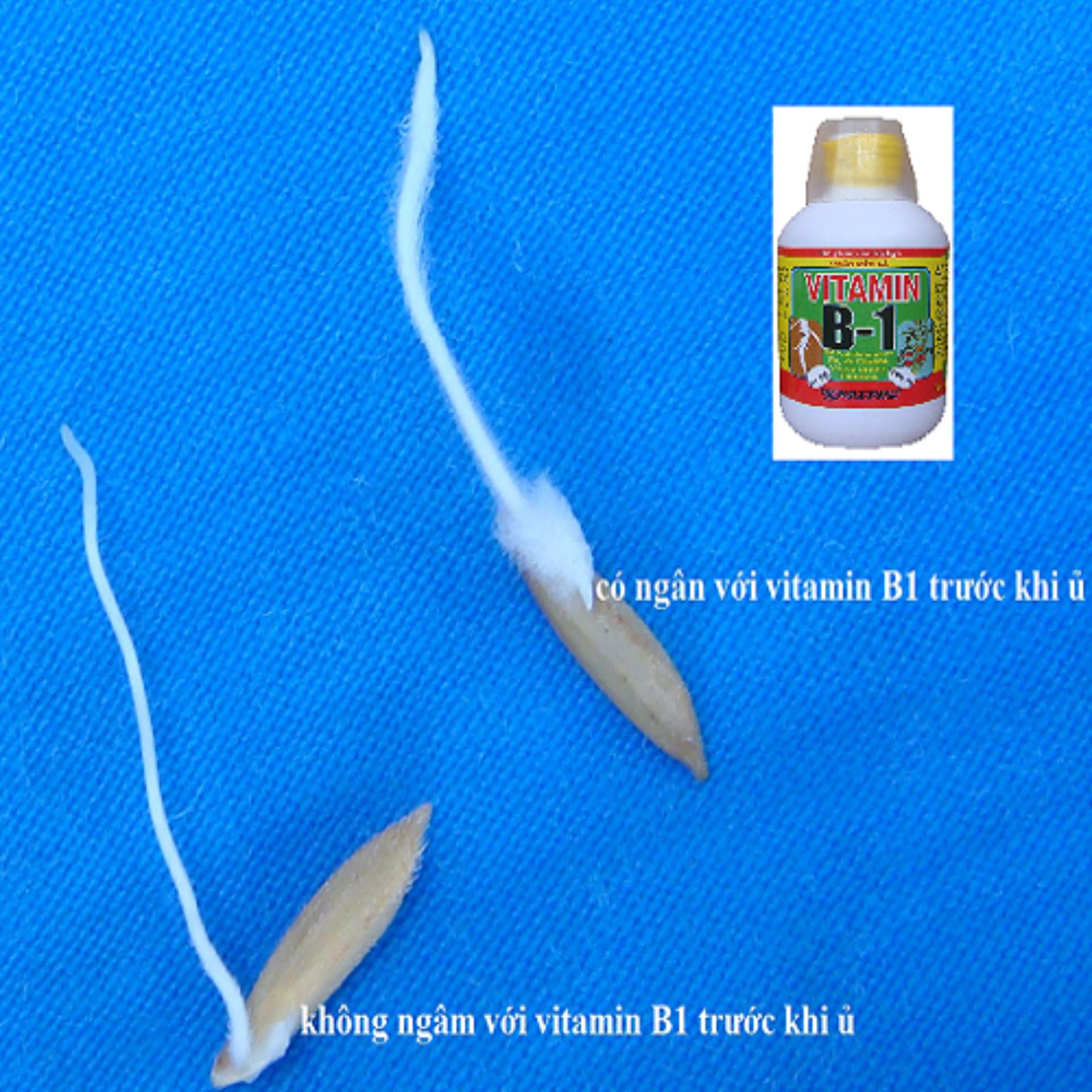 Thuốc phục hồi cây suy yếu siêu ra rễ Vitamin B1 cho cây trồng 220ml