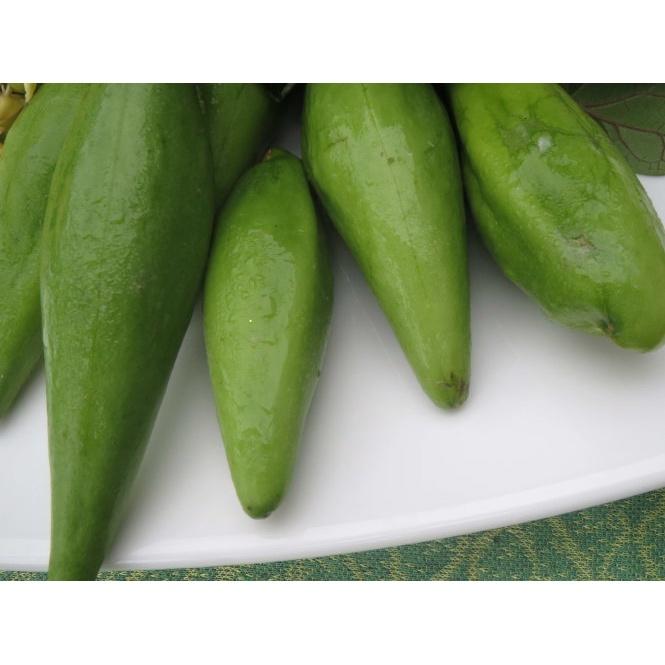 Cây rau quả mỏ giống- cây giống lên bầu phát triển ổn định