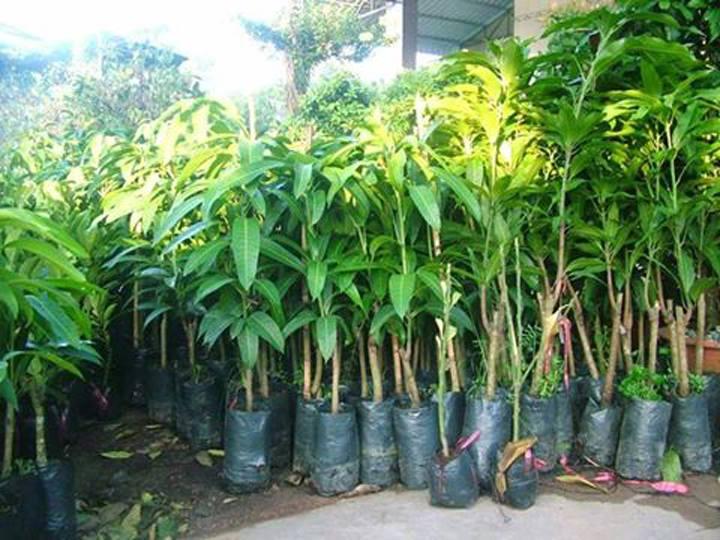 5 hồng gòn 10 nhãn 5 bong bon 5 xoài đỏ 5 xoài đỏ nhật bản 3 sầu riêng lùn