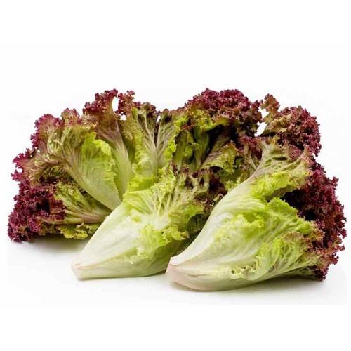 Hạt giống Xà lách xoăn tím, đóng gói 2gr, dễ trồng, năng suất cao