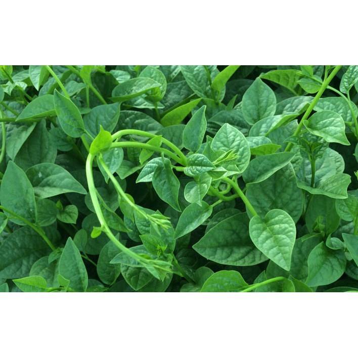Hạt giống mồng tơi cao sản gói 20gr