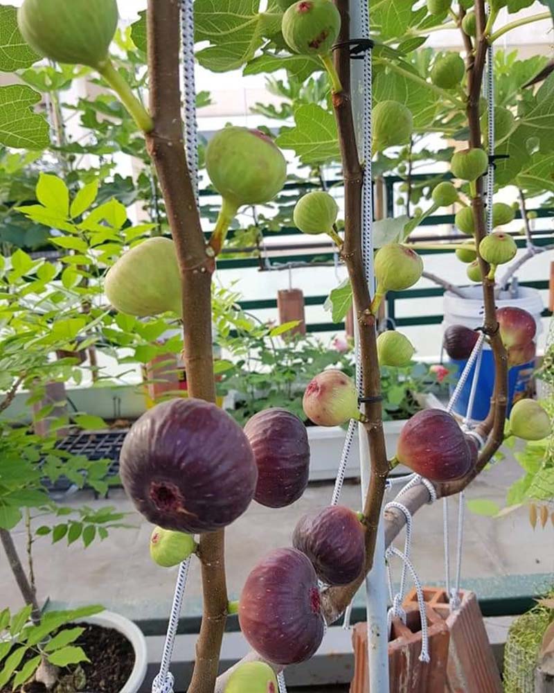 Bộ gói hạt giống Sung ngọt