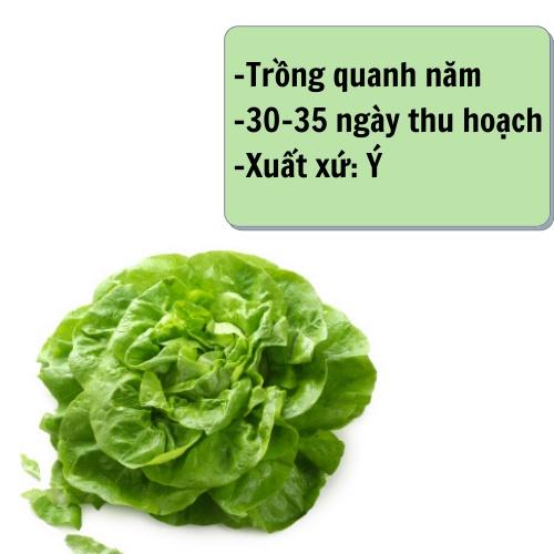 Hạt giống rau xà lách hữu cơ Phú Nông Lettuce PN-978, gói 5g biogreen