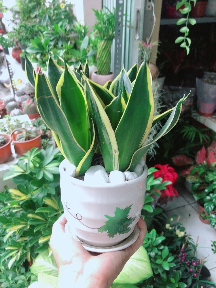 Chậu Cây Lưỡi Hổ Thái Xanh