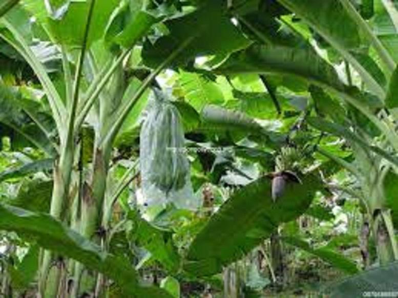 Chuối Tây mốc cây mô CHẤT LƯỢNG UY TÍN
