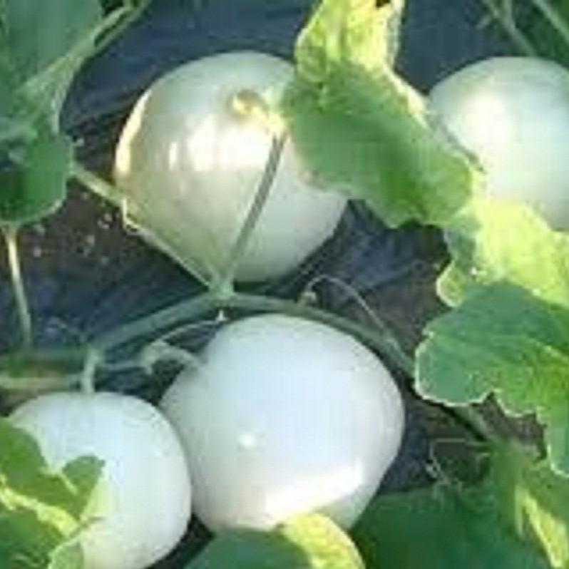 Hạt giống dưa lê bạch tuyết - 1 gói 20 hạt