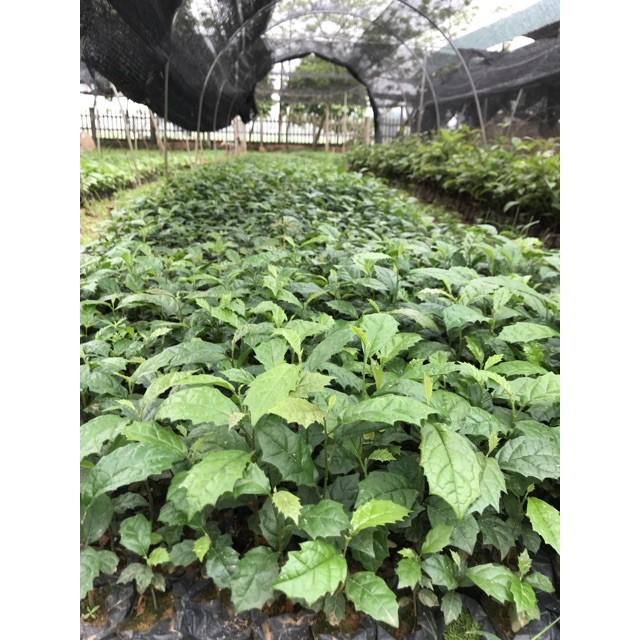 COMBO 10 CÂY XẠ ĐEN HÒA BÌNH