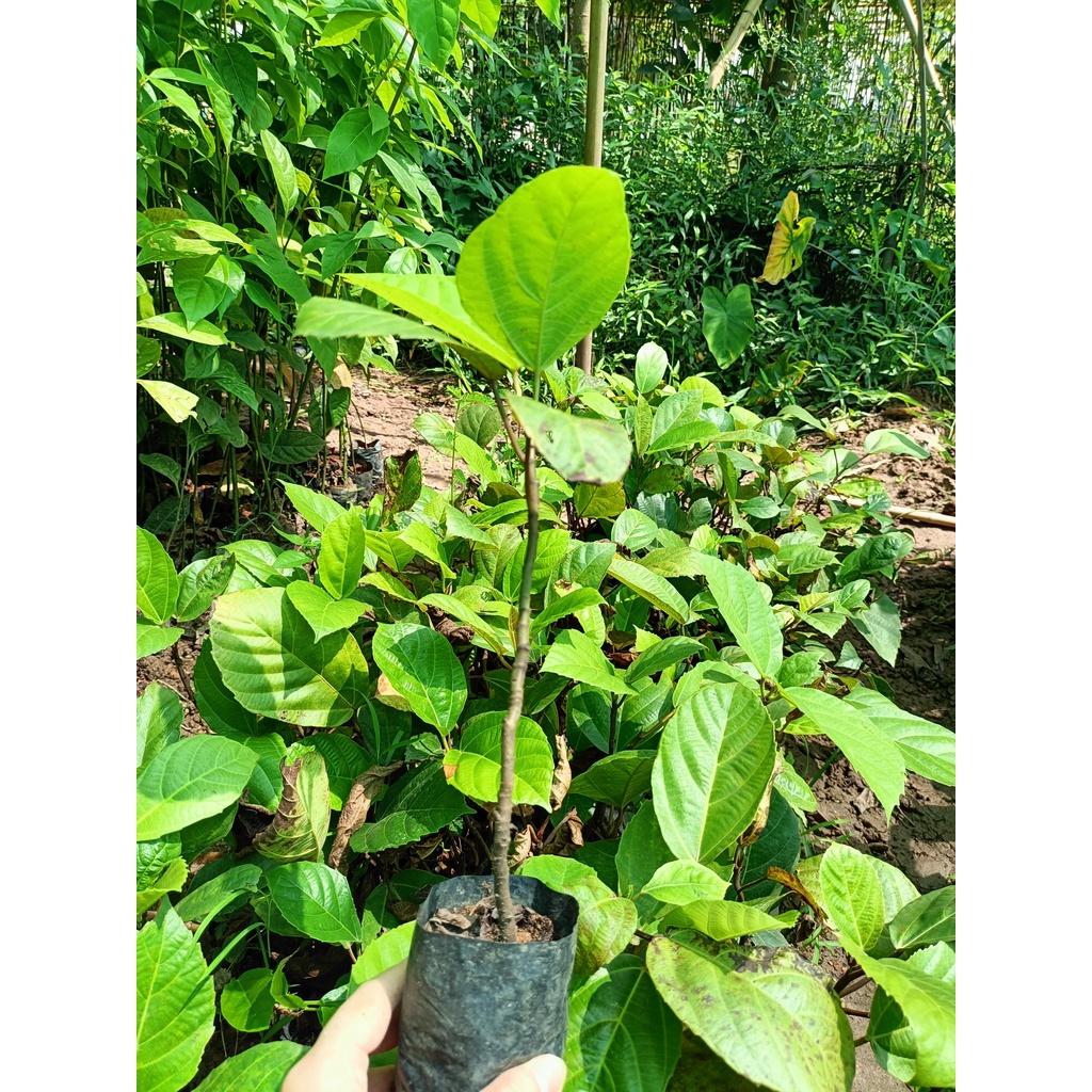 Cây giống vả mật